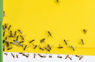 Van keuken naar tuin: waar en hoe fruitvliegenvallen plaatsen voor maximaal effect